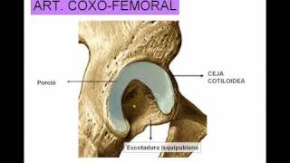 ARTICULACION DE LA CADERA [upl. by Simmie]