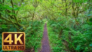 Walking in the Woods  4K UHD Relaxation Video with Bird Singing and Forest Sounds  20 minutes [upl. by Eirased]