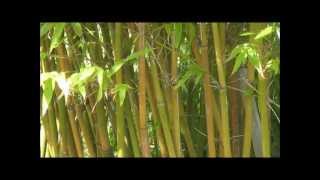 How to Grow quotGraceful Bambooquot Bambusa Gracilis  A Small Caned Clumping Bamboo  HD [upl. by Storfer]