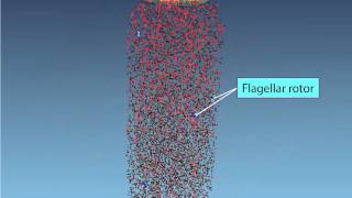 Chemotaxis Molecular Events [upl. by Petronella]