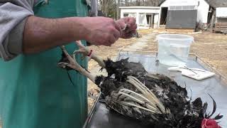 Backyard Chicken Processing Hand Plucking Made Easy [upl. by Lupien533]