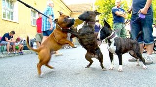 Staffordshire Bullterrier GBF Clubschau 2013 Part 1 Males [upl. by Acina]