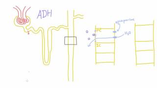 How does Antidiuretic Hormone ADH work [upl. by Keelin]