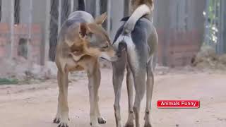 Rural dogs mating and got stuck [upl. by Josephine]