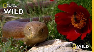 Whats a Legless Lizard  Serpents Surprise [upl. by Ayor]