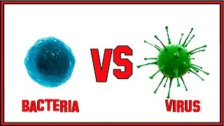 The Difference Between Bacteria and Virus [upl. by Kessia]