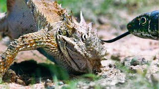 Lizard Fends Off Predators To Protect Her Eggs  Life  BBC Earth [upl. by Yemar]