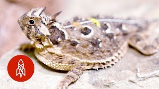 Don’t Mess with the Texas Horned Lizard [upl. by Namharludba]