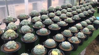 Mrbaso  Ep 015 Lophophora fricii collection [upl. by Berkshire272]