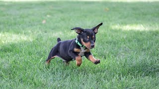 Mini Pinscher Puppies [upl. by Itoyj550]