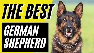 GSD  7 Reasons Why the German Shepherd is the BEST Dog in the WORLD [upl. by Giffy741]