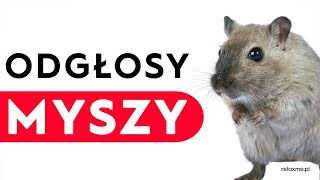 Odgłosy myszy [upl. by Alfreda]