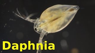 Daphnia [upl. by Anaugal]