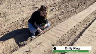 How to Plant Onion Transplants  Single Row [upl. by Mitinger986]