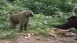 2 Chimpanzees VS Baboon [upl. by Tomasine276]