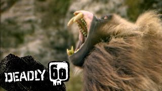 Baboons Terrifying Teeth  Deadly 60  BBC Earth Kids [upl. by Naivart881]