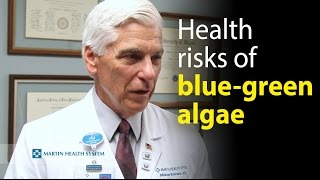 Health risks associated with bluegreen algae exposure [upl. by Dasya]