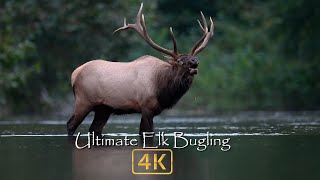 Natures Best Sounds  Elk Bugling in 4k [upl. by Lim805]