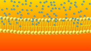 Diffusion Animation [upl. by Jannelle]