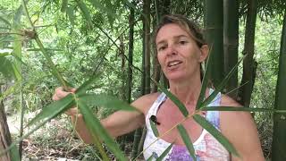 Three Methods to Propagate Bamboo  Part 1 [upl. by Fae]