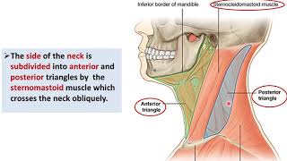 Overview of the Neck 1  Layers and Triangles  Dr Ahmed Farid [upl. by Seessel]