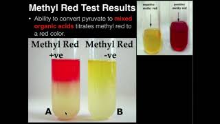 Microbiology Methyl Red Test [upl. by Lobel]