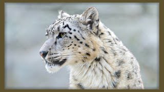 ✔ EL LEOPARDO DE LAS NIEVES  Características y Datos Sorprendentes🐾El fantasma de las montañas 🏔️ [upl. by Hadsall]