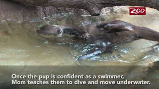 Otter Pups Swim Lesson [upl. by Buseck]