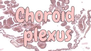 Choroid plexus  nervous system histology [upl. by Starbuck]