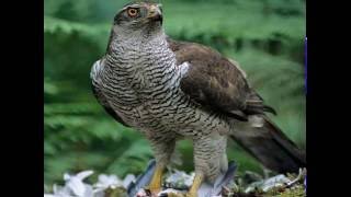 Habicht Accipiter gentilis Vogelstimme [upl. by Aeki]