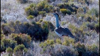 Australian Bustard Encounter [upl. by Innej]