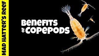 Benefits of Copepods in a Reef Tank [upl. by Tunk]