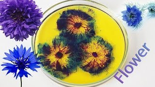 Chemical flower Experiment Sodium reaction [upl. by Brittain]