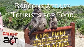 Cape Baboons attack Tourists for food [upl. by Keane]