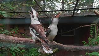 Kookaburra Jägerliest Lachender Hans Dacelo novaeguineae [upl. by Leksehcey]