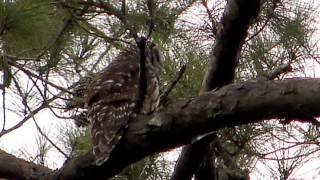 BEST Craziest Laughing Owl Sounds [upl. by Allx171]