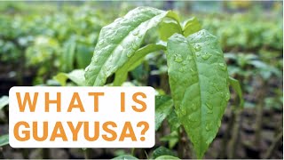 What is Guayusa [upl. by Rachelle]