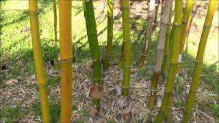 An Outstanding Clumping NonInvasive Timber Bamboo  Bambusa Vulgaris [upl. by Stinson]