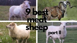 The Best Sheep Breeds for Meat part 2 [upl. by Ahser]