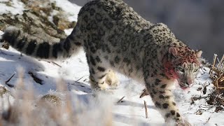 Inusuales imágenes de un leopardo de las nieves [upl. by Neukam]