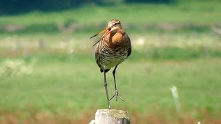 Blacktailed Godwit calling [upl. by Yelekalb]