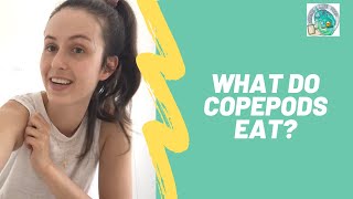 What do Copepods eat [upl. by Ahsen]