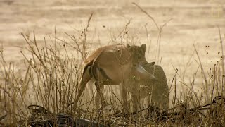 Un guepardo intenta cazar en territorio de leones  National Geographic España [upl. by Eerual]