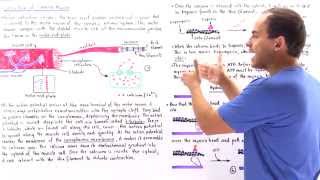 Contraction of Skeletal Muscle [upl. by Garibull]