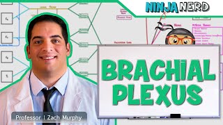 Neurology  Brachial Plexus [upl. by Denni131]