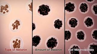 How We Get Our Skin Color  HHMI BioInteractive Video [upl. by Krute328]