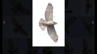 Identifying Broadwinged Hawks and Redshouldered Hawks [upl. by Elrebma]