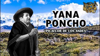 Picaflor de los Andes  YANA PONCHO [upl. by Analad]