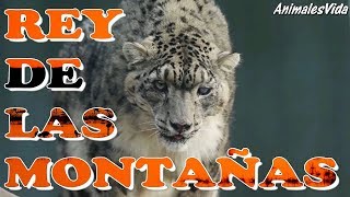 ASÍ ES EL LEGENDARIO LEOPARDO DE LAS NIEVES [upl. by Ahsikin]