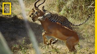 Leopard Hunts an Impala  Savage Kingdom [upl. by Muhcon]